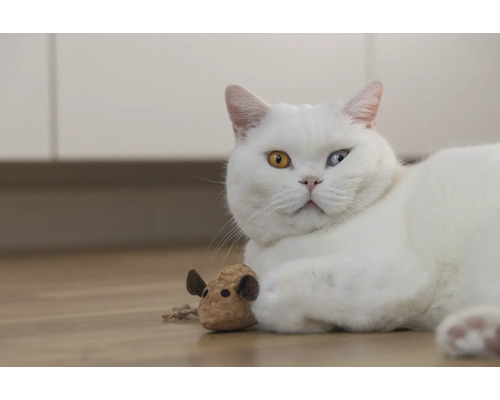 Chat blanc avec un jouet sur le sol