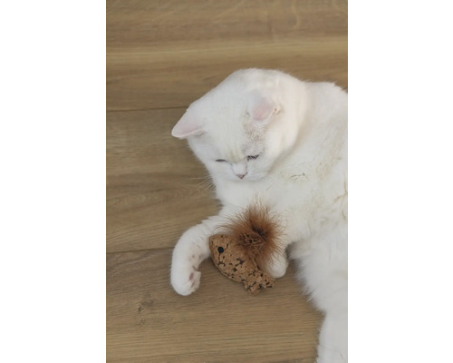 Un chat blanc est allongé avec un jouet sur un plancher en bois.