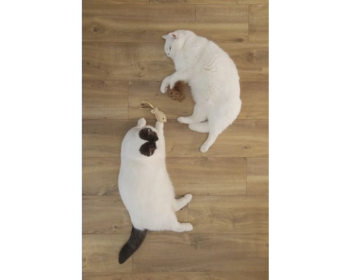 Deux chats jouent avec des jouets sur un plancher en bois