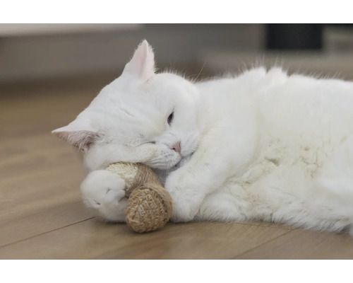 Chat blanc allongé sur le sol avec un jouet