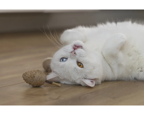 Chat blanc couché sur le dos avec un jouet pour chat