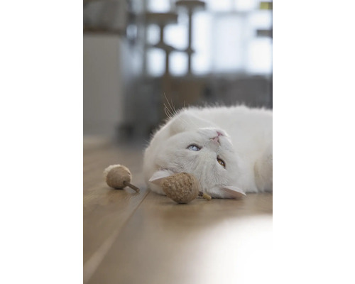 Un chat blanc avec des yeux vairons et des jouets pour chats sur un plancher en bois