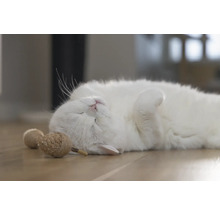 Un chat blanc détendu est couché sur le dos à côté de jouets pour chats.