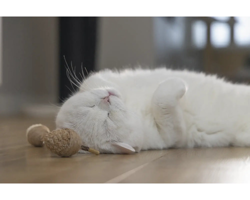 Un chat blanc détendu est couché sur le dos à côté de jouets pour chats.