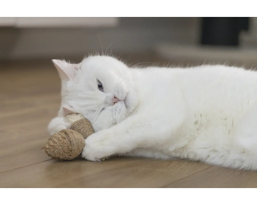 Un chat blanc est allongé sur le sol et joue avec un jouet pour chat.