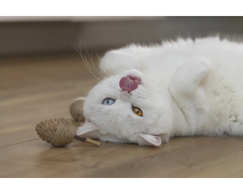 Un chat blanc est allongé sur le dos et tire la langue, avec un jouet à côté.