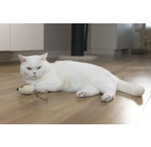 Un chat blanc est allongé avec un jouet sur un plancher en bois