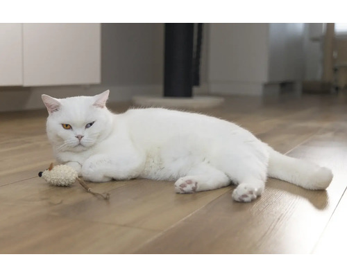 Un chat blanc est allongé avec un jouet sur un plancher en bois