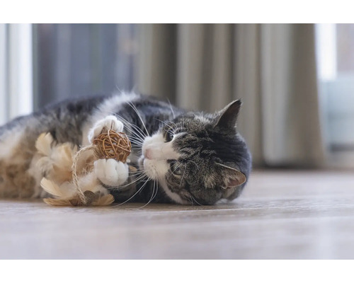 Chat jouant avec un jouet de balle