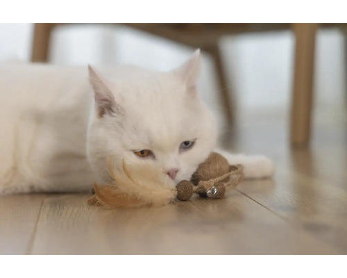 Chat blanc allongé sur le sol avec un jouet.