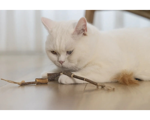 Un chat blanc est allongé sur le sol et joue avec un jouet en bois.