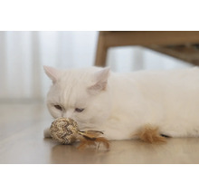 Chat blanc avec une balle jouet sur le sol