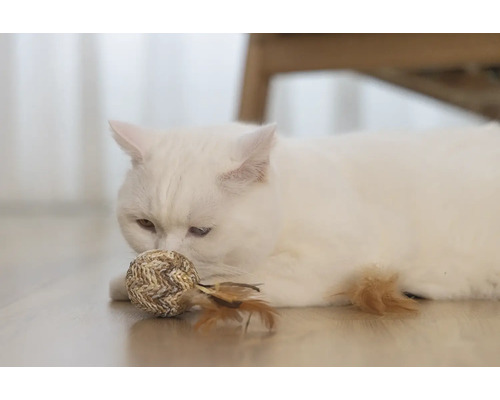 Chat blanc avec une balle jouet sur le sol