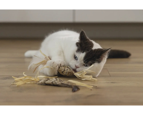 Un chat joue avec un jouet pour chat sur le sol.
