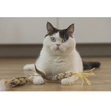 Chat avec jouet pour chat sur le sol