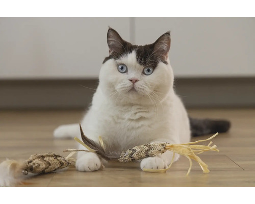 Chat avec jouet pour chat sur le sol