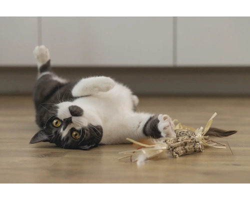 Chat jouant avec un jouet pour chat sur le sol