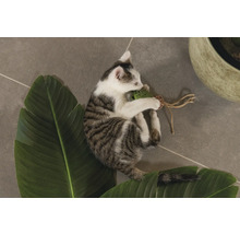 Un jeune chaton joue avec un jouet sur une feuille