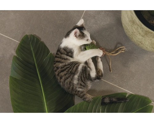 Un jeune chaton joue avec un jouet sur une feuille
