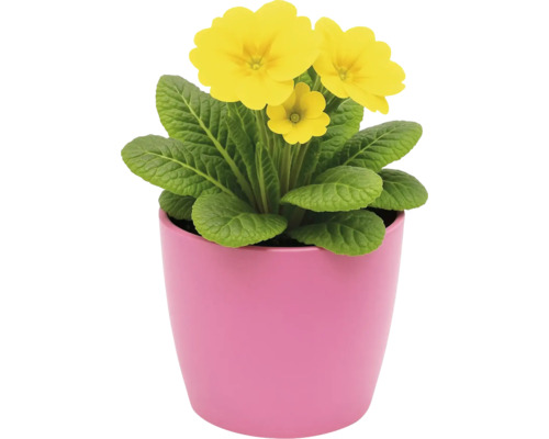 Primevère jaune en pot