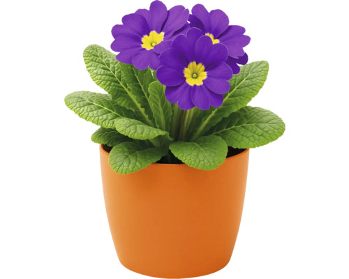 Primevère en pot avec des fleurs violettes dans un pot