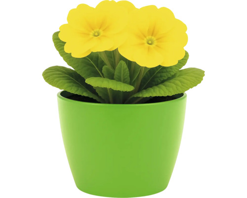 Primevère jaune dans un pot vert