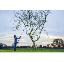 Une personne utilise un ébrancheur pour tailler un arbre.