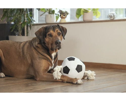 Chien allongé avec un ballon de foot en tissu sur un plancher en bois