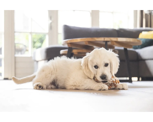 Ein heller Raum mit einem Golden Retriever Welpen, der auf dem Boden liegt und an einem Spielzeug knabbert.