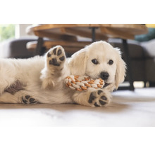 Welpe mit Seilspielzeug