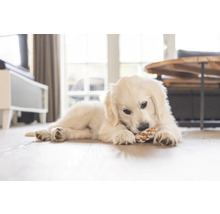 Ein heller Raum mit einem Golden Retriever Welpen, der auf einem Holzboden liegt und ein Spielzeug kaut.