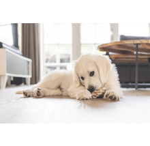 Golden Retriever Welpe liegt auf dem Boden und spielt mit einem Seilspielzeug.