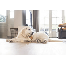 Ein Golden Retriever Welpe liegt auf dem Boden und kaut auf einem Spielzeug