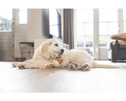 Ein Golden Retriever Welpe liegt auf dem Boden und kaut auf einem Spielzeug