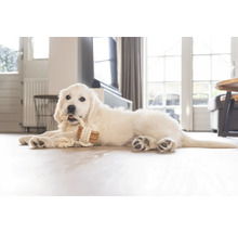 Ein weisser Golden Retriever Welpe liegt auf dem Boden und kaut auf einem Seilspielzeug.
