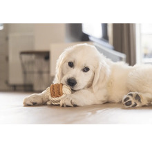 Golden Retriever Welpe mit Seil und Spielzeug im Maul