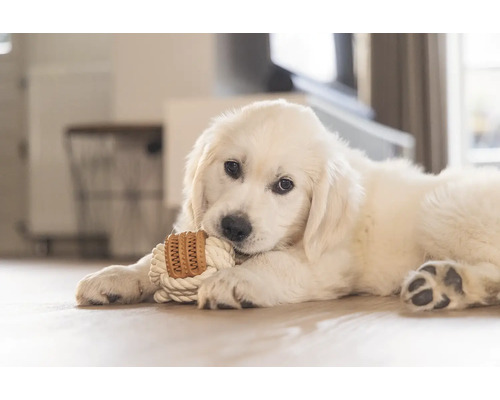 Golden Retriever Welpe mit Seil und Spielzeug im Maul