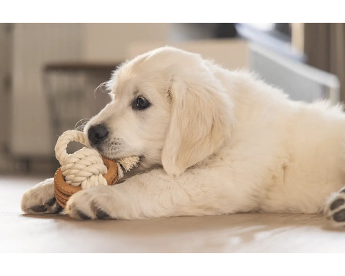 Ein verspielter Golden Retriever Welpe kaut auf einem Seilspielzeug.