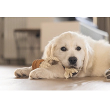 Ein junger Golden Retriever spielt mit einem Seilspielzeug