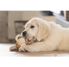 Golden Retriever Welpe spielt mit einem Seilspielzeug