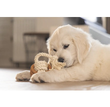 Golden Retriever Welpe mit Seilspielzeug