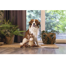 Chien assis avec une peluche sur un tapis dans une pièce avec des plantes d'intérieur.