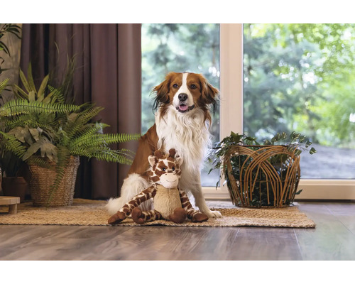 Chien assis avec une peluche sur un tapis dans une pièce avec des plantes d'intérieur.