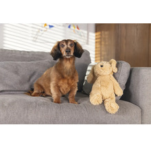 Teckel assis à côté d'une peluche sur un canapé.