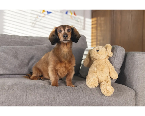 Teckel assis à côté d'une peluche sur un canapé.