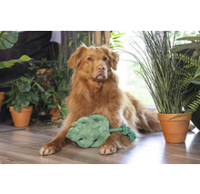 Chien couché avec une feuille jouet entouré de plantes d'intérieur sur le sol.