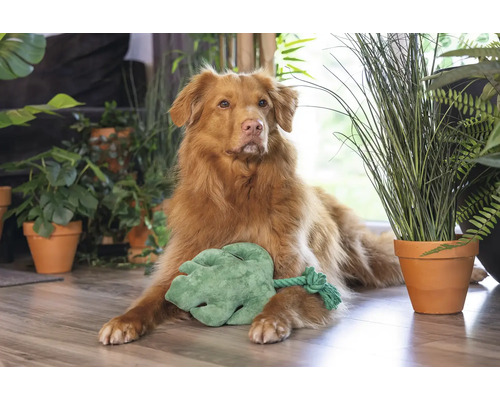 Chien couché avec une feuille jouet entouré de plantes d'intérieur sur le sol.