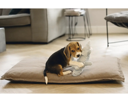 Beaglewelpe spielt mit einem Stofftier auf einem Hundekissen in einem Wohnzimmer.