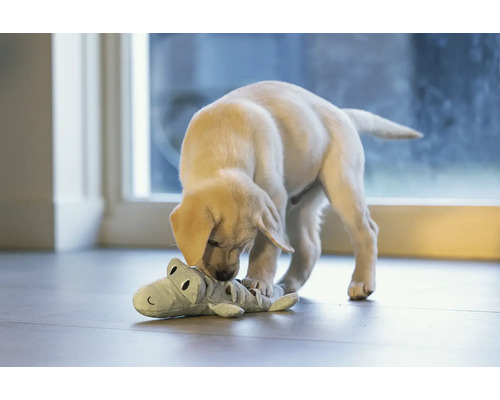 Ein Labradorwelpe spielt mit einem Krokodil-Stofftier.