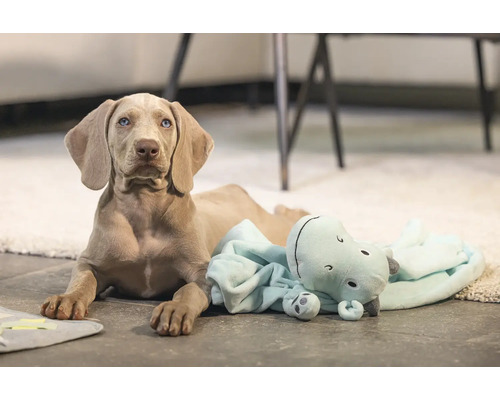 Jeune Braque de Weimar allongé par terre avec une peluche hippopotame